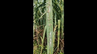 Farmers in major cane-growing districts - Yamunanagar, Karnal and Kurukshetra - are badly affected and are spending a lot on pesticides to protect their crop. (HT Photo) Farmers in major cane-growing districts - Yamunanagar, Karnal and Kurukshetra - are badly affected and are spending a lot on pesticides to protect their crop. (HT Photo)