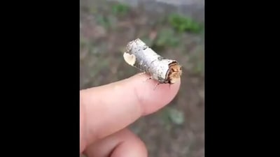The image shows the 'broken twig'. (Twitter/@susantananda) The image shows the 'broken twig'. (Twitter/@susantananda)