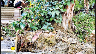 Trees uprooted during a construction work at Bhairav Marg in New Delhi. (Sanchit Khana/HT Photo) Trees uprooted during a construction work at Bhairav Marg in New Delhi. (Sanchit Khana/HT Photo)