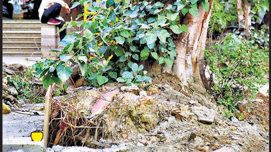 Trees uprooted during a construction work at Bhairav Marg in New Delhi. (Sanchit Khana/HT Photo)