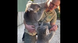 The image shows resident koalas of the Symbio Wildlife Park cuddling with a zookeeper.