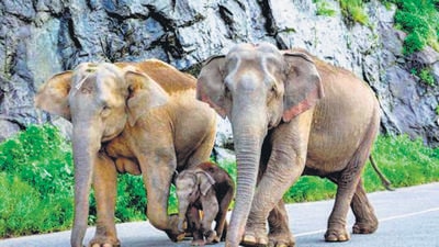 The 2017 elephant census results revealed that the distribution range of elephants in the country had expanded and many states that never had any elephants were recording elephant presence. (HT file photo)