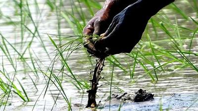 According to agri experts, a shift from puddle transplanting to DSR saves 15-20% of irrigation water, offers 10-15% of higher groundwater recharge, saves labour, and provides 250 kg/ha higher wheat grain yield (Representative photo)