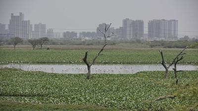 Najafgarh drain in New Delhi. (Vipin Kumar/HT PHOTO) Najafgarh drain in New Delhi. (Vipin Kumar/HT PHOTO)