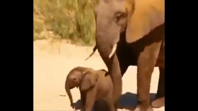 The image shows the elephant mama nudging her baby using her trunk. (Screengrab) The image shows the elephant mama nudging her baby using her trunk. (Screengrab)