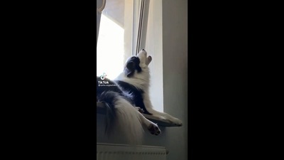 The image shows a Siberian husky named Nikolas. (Instagram/@weratedogs)