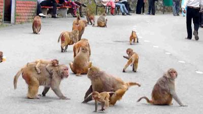 The state government had also taken up the issue of monkey menace with the Centre after which the Union ministry of forests, environment and climate change declared monkeys vermin in parts of the state, including 10 tehsils and sub-tehsils of Mandi districts vide notification issued on April 23, 2020. (HT FILE)