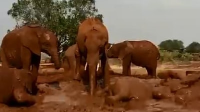 World Elephant Day was launched to highlight the difficulty of Asian and African elephants, which face many threats like poaching, habitat loss, conflict with humans and being mistreated in captivity. (Twitter/@SheldrickTrust)