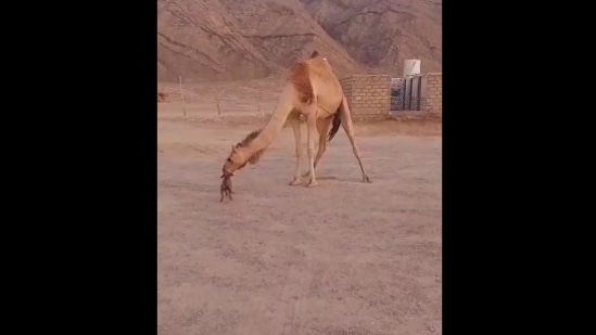 The image shows a little puppy getting some love from a camel.(Reddit)