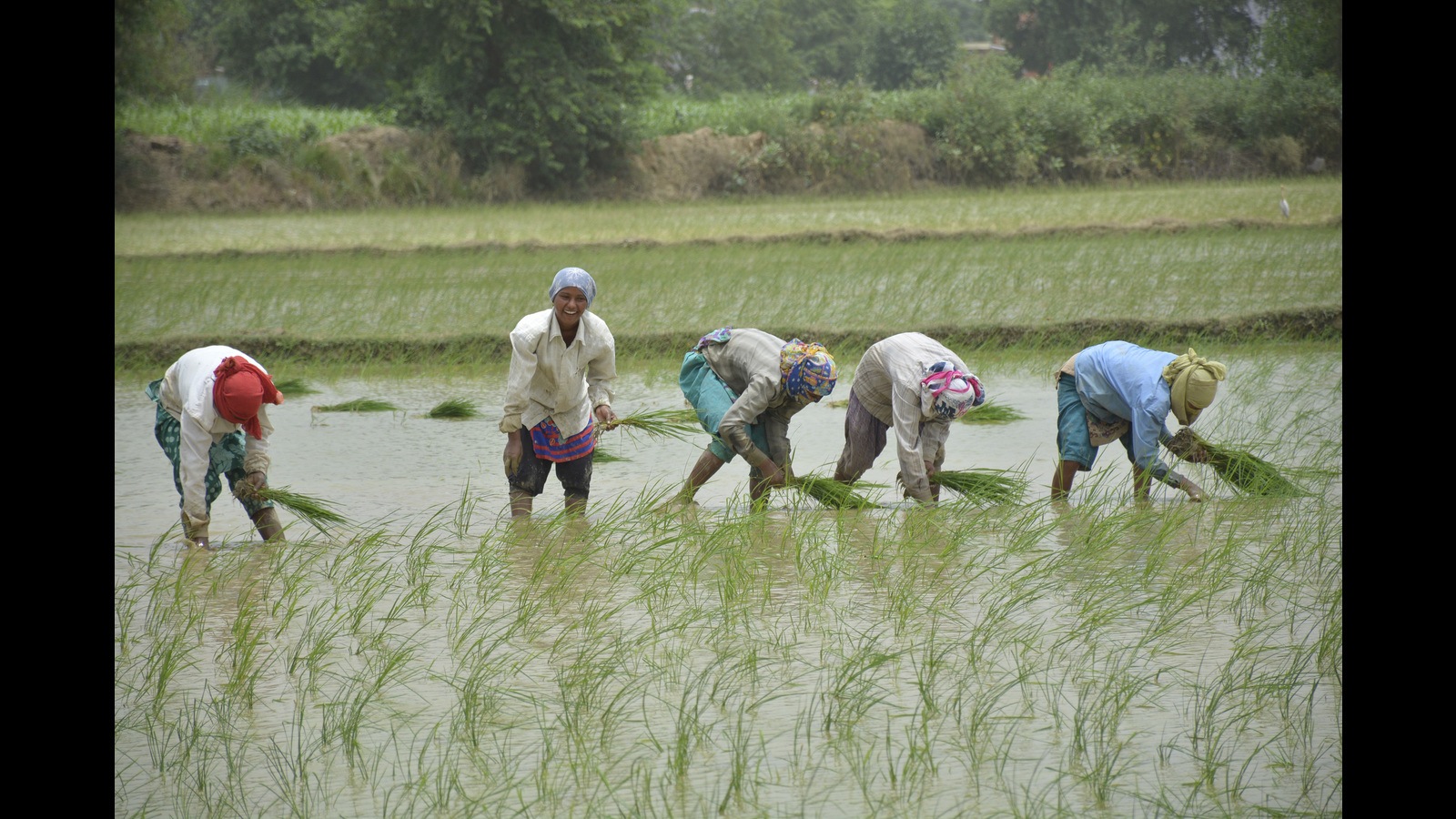 erratic-rains-linked-to-climate-crisis-shift-sowing-patterns-latest