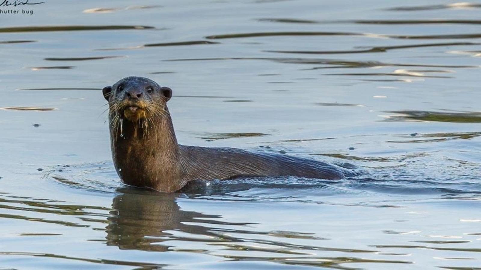 Smooth-coated otters spotted in Kharghar creek in Navi Mumbai | Mumbai