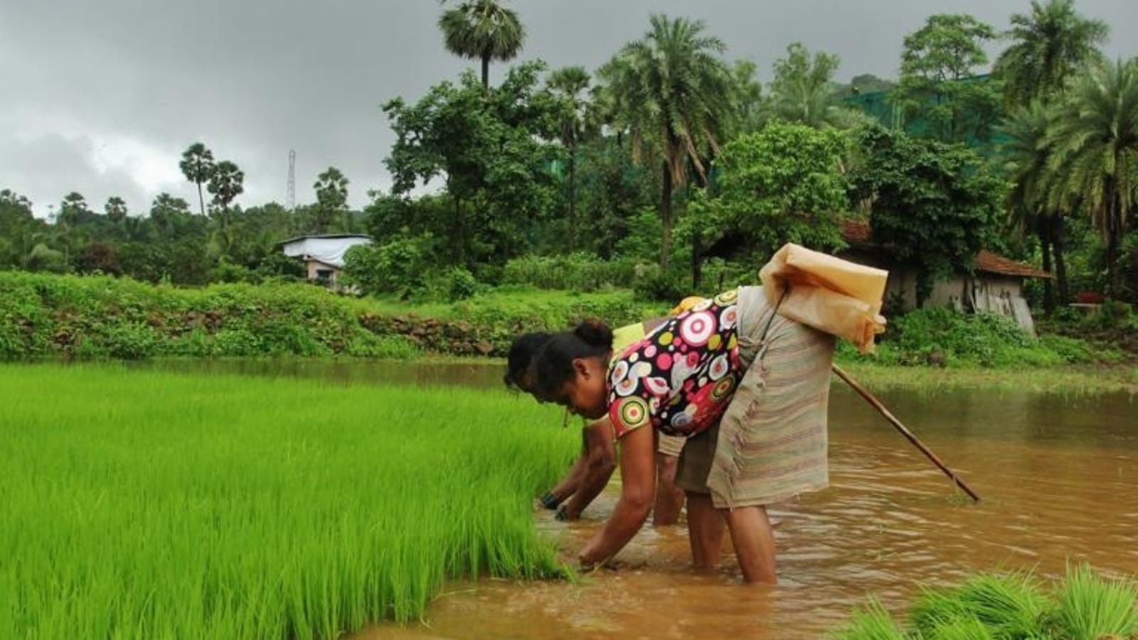 erratic-rains-throw-sowing-schedules-off-for-farmers-latest-news