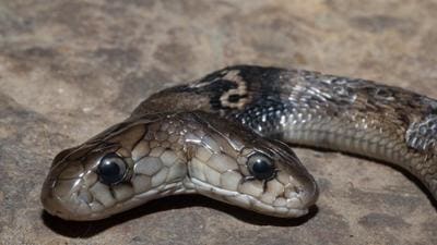 Uttarakhand forest officials on Thursday rescued a rare two-headed Cobra from Kalsi forest division of Dehradun district. (Sourced) Uttarakhand forest officials on Thursday rescued a rare two-headed Cobra from Kalsi forest division of Dehradun district. (Sourced)