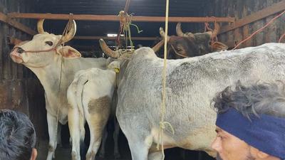 Opposition members said that the state would lose a large amount in revenue as the cattle trade in Assam is worth ₹20,000 crores annually. (HT PHOTO.) Opposition members said that the state would lose a large amount in revenue as the cattle trade in Assam is worth ₹20,000 crores annually. (HT PHOTO.)