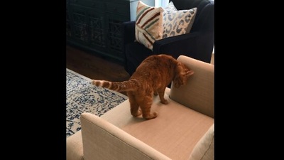 The image shows the cute cat standing on a couch. (Reddit/@MacsNotJacked)
