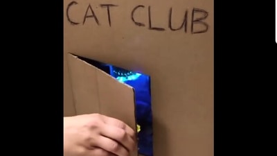 The image shows a human opening the door of the cat club. (Reddit/@5_Frog_Margin)