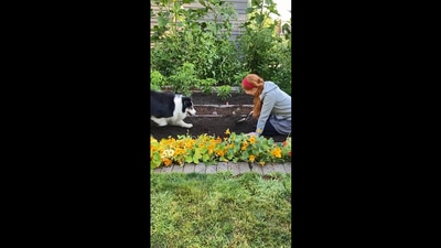 The image shows the dog helping its human. (Instagram/@my_aussie_gal)