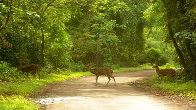 The twin tunnels will traverse the boundary of the SGNP protected area for 4.7kms, connecting Film City in Goregaon to Amar Nagar in Mulund. (HT FILE)