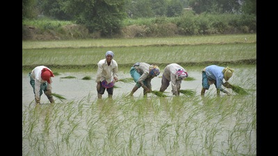 Some farmers, especially in Gujarat, said lack of rains for a considerable period meant growers were pushed into a guessing game on what to sow. Another in Haryana said he expected poorer yields from cotton. (HT PHOTO.) Some farmers, especially in Gujarat, said lack of rains for a considerable period meant growers were pushed into a guessing game on what to sow. Another in Haryana said he expected poorer yields from cotton. (HT PHOTO.)