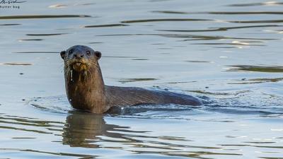 The otters were spotted and photographed by birders S Ramprasad and Sanjeev Balsara near Sector-16 in Kharghar, which is a popular birding area. (S Ramprasad) The otters were spotted and photographed by birders S Ramprasad and Sanjeev Balsara near Sector-16 in Kharghar, which is a popular birding area. (S Ramprasad)