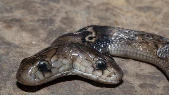 Uttarakhand forest officials on Thursday rescued a rare two-headed Cobra from Kalsi forest division of Dehradun district. (Sourced)