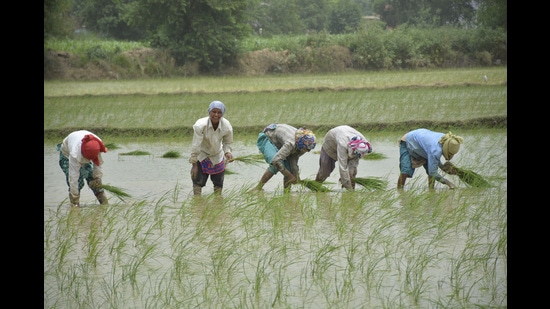 Some farmers, especially in Gujarat, said lack of rains for a considerable period meant growers were pushed into a guessing game on what to sow. Another in Haryana said he expected poorer yields from cotton. (HT PHOTO.) Some farmers, especially in Gujarat, said lack of rains for a considerable period meant growers were pushed into a guessing game on what to sow. Another in Haryana said he expected poorer yields from cotton. (HT PHOTO.)