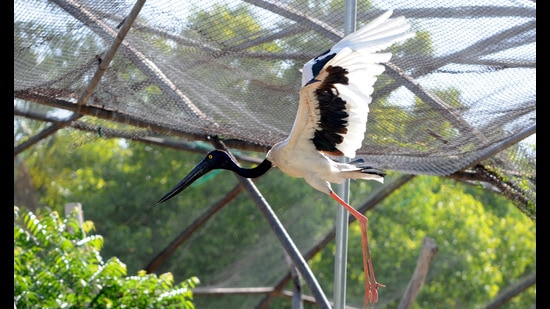 Politician and animal rights activist Maneka Gandhi had also recently questioned the planned walk-in aviary in Chandigarh, calling it illegal. (HT File)