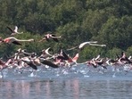 Termed 'kidneys of landscape', wetlands contribute to water purification and water regulation.(HT File Photo)