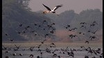 Migratory birds in the Sultanpur national park bird sanctuary, in Gurgaon, Haryana in November 2013. (HT Photo)