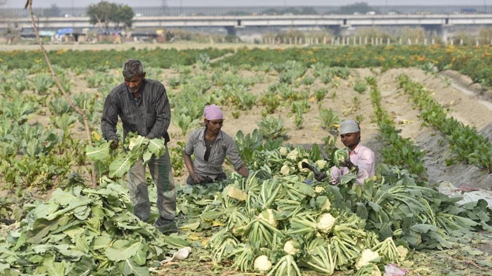 Delhi Government To Commission A Study On City Farmers With Aim To ...