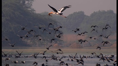 Migratory birds in the Sultanpur national park bird sanctuary, in Gurgaon, Haryana in November 2013. (HT Photo) Migratory birds in the Sultanpur national park bird sanctuary, in Gurgaon, Haryana in November 2013. (HT Photo)
