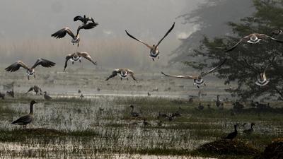 The Sultanpur National Park supports more than 220 species of resident, winter migratory and local migratory waterbirds at critical stages of their life cycles. (HT Archive) The Sultanpur National Park supports more than 220 species of resident, winter migratory and local migratory waterbirds at critical stages of their life cycles. (HT Archive)