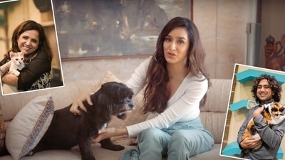 The Tails of Boo-Boo & Cuddly Poo is a unique and first such documentary that shed awareness on the condition of stray animals. (LifeBeyondNumbers) The Tails of Boo-Boo & Cuddly Poo is a unique and first such documentary that shed awareness on the condition of stray animals. (LifeBeyondNumbers)