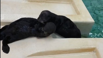 The image shows the cute sea otters. (Instagram/@shedd_aquarium)