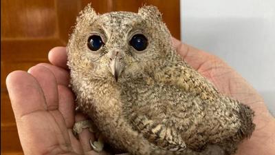 An Indian Scops owl chick under care at a bird shelter in Jalandhar. (PHOTO: SANJIV KHANNA) An Indian Scops owl chick under care at a bird shelter in Jalandhar. (PHOTO: SANJIV KHANNA)