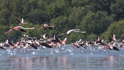 Termed 'kidneys of landscape', wetlands contribute to water purification and water regulation. (HT File Photo)
