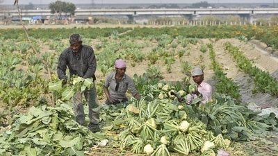 Total farmed area in Delhi is around 29,000 hectares, mostly spread in the northern, western and southern peripheries of the city. (Burhaan Kinu/HT PHOTO) Total farmed area in Delhi is around 29,000 hectares, mostly spread in the northern, western and southern peripheries of the city. (Burhaan Kinu/HT PHOTO)