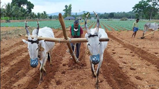 By increasing cultivation areas, augmenting water resources and other measures, Panneerselvam said his budget’s aim is to achieve overall agricultural development and self-sufficiency in all the villages of Tamil Nadu by collaboration with allied departments. (HT FILE)