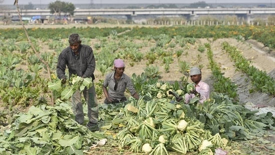 Total farmed area in Delhi is around 29,000 hectares, mostly spread in the northern, western and southern peripheries of the city. (Burhaan Kinu/HT PHOTO)