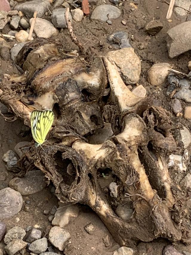 A common gull butterfly mud-puddling on a Sambar’s pelvic girdle. (PHOTO: VIKRAM JIT SINGH) A common gull butterfly mud-puddling on a Sambar’s pelvic girdle. (PHOTO: VIKRAM JIT SINGH)