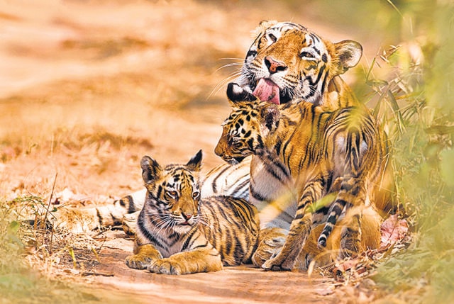 Project Tiger, launched in the 1970s, has stabilised our once-dwindling population of the big cat and is the template for other conservation programmes. (Shutterstock) Project Tiger, launched in the 1970s, has stabilised our once-dwindling population of the big cat and is the template for other conservation programmes. (Shutterstock)