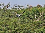 Almost 140 painted storks have already arrived in the zoo. Officials expect the numbers to reach more than 500 by the end of the month. (Photo shared by Delhi zoo) Almost 140 painted storks have already arrived in the zoo. Officials expect the numbers to reach more than 500 by the end of the month. (Photo shared by Delhi zoo)