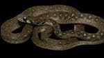 The new snake species, Rhabdophis bindi has been discovered in Assam. (Photo Courtesy-Wildlife Institute of India)