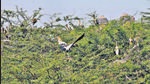 Painted storks, which migrates from the eastern parts of the country, were spotted as early as on August 6 at the Delhi zoo. (Delhi zoo) Painted storks, which migrates from the eastern parts of the country, were spotted as early as on August 6 at the Delhi zoo. (Delhi zoo)