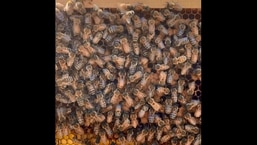 The image is taken from the video shared on Texas Bee Works' official Instagram page.