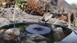 The image shows an animal drinking water.