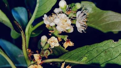 The new plant species have white-coloured flowers which probably open at night. (HT PHOTO.) The new plant species have white-coloured flowers which probably open at night. (HT PHOTO.)