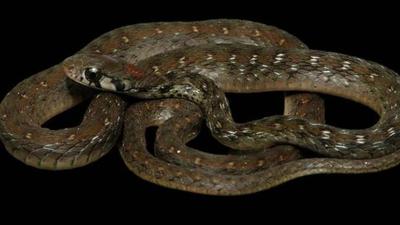 The new snake species, Rhabdophis bindi has been discovered in Assam. (Photo Courtesy-Wildlife Institute of India) The new snake species, Rhabdophis bindi has been discovered in Assam. (Photo Courtesy-Wildlife Institute of India)