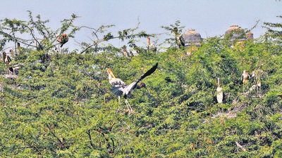 Painted storks, which migrates from the eastern parts of the country, were spotted as early as on August 6 at the Delhi zoo. (Delhi zoo) Painted storks, which migrates from the eastern parts of the country, were spotted as early as on August 6 at the Delhi zoo. (Delhi zoo)