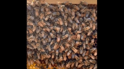 The image is taken from the video shared on Texas Bee Works' official Instagram page. (Instagram/@texasbeeworks)